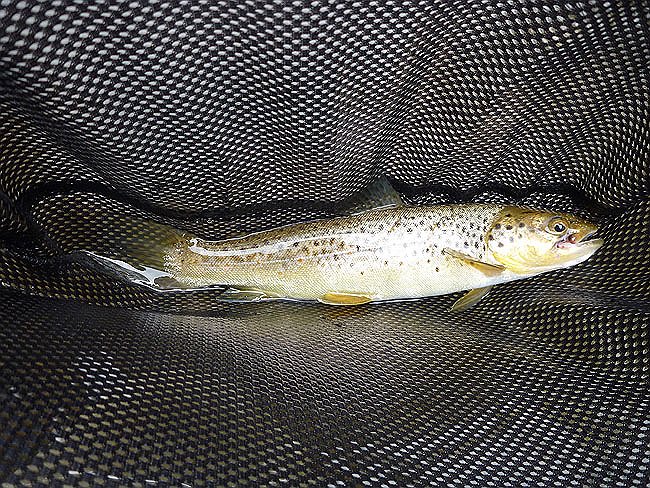 Kettle Trout 8.JPG
